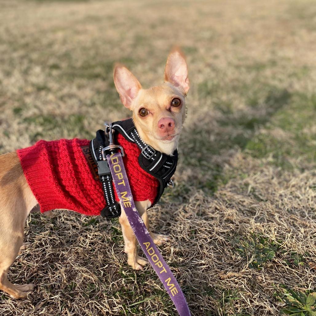 Fenris — thumbnail 2