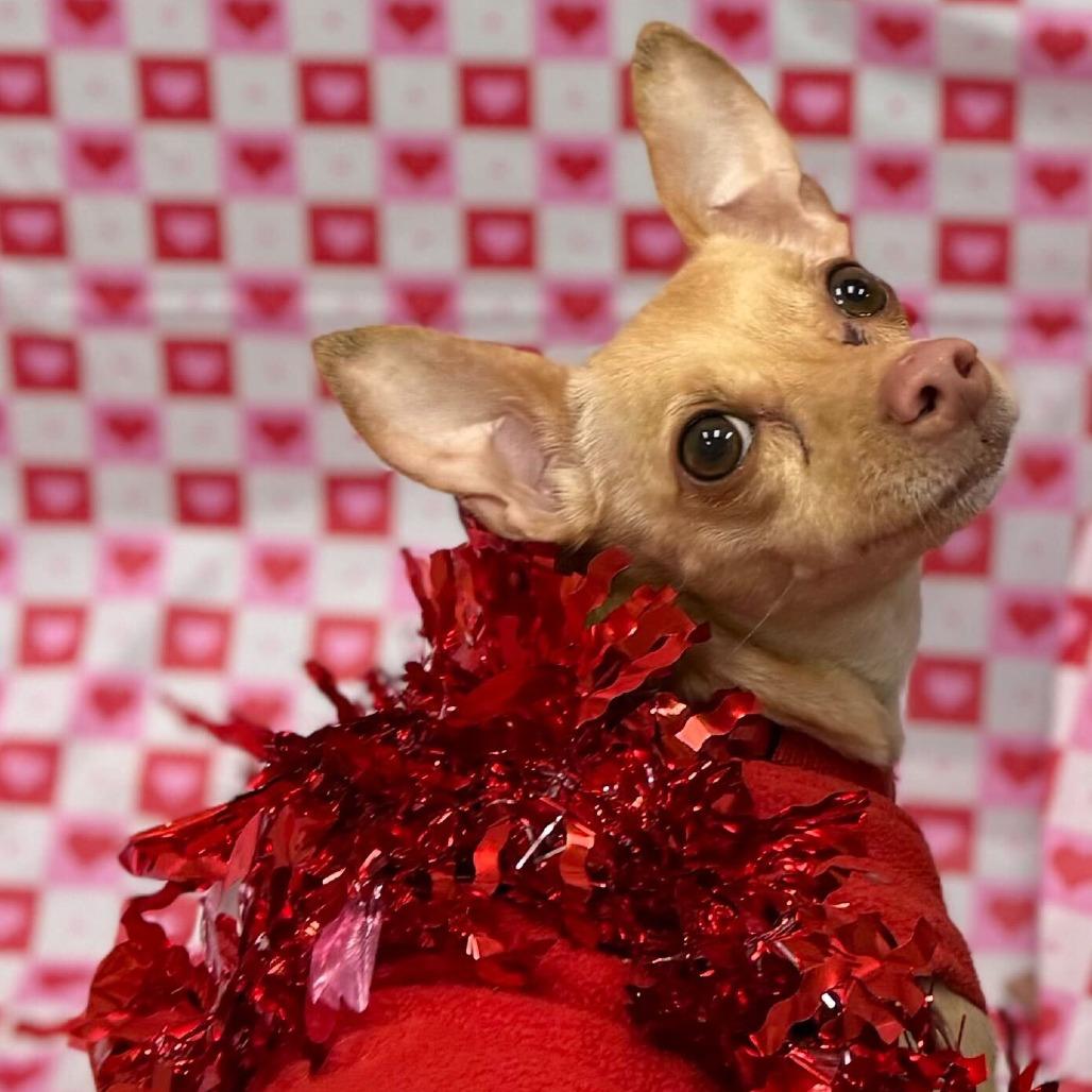 Fenris — thumbnail 3