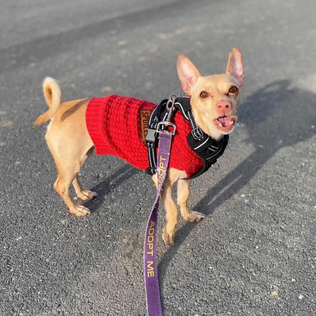 Fenris — thumbnail 6