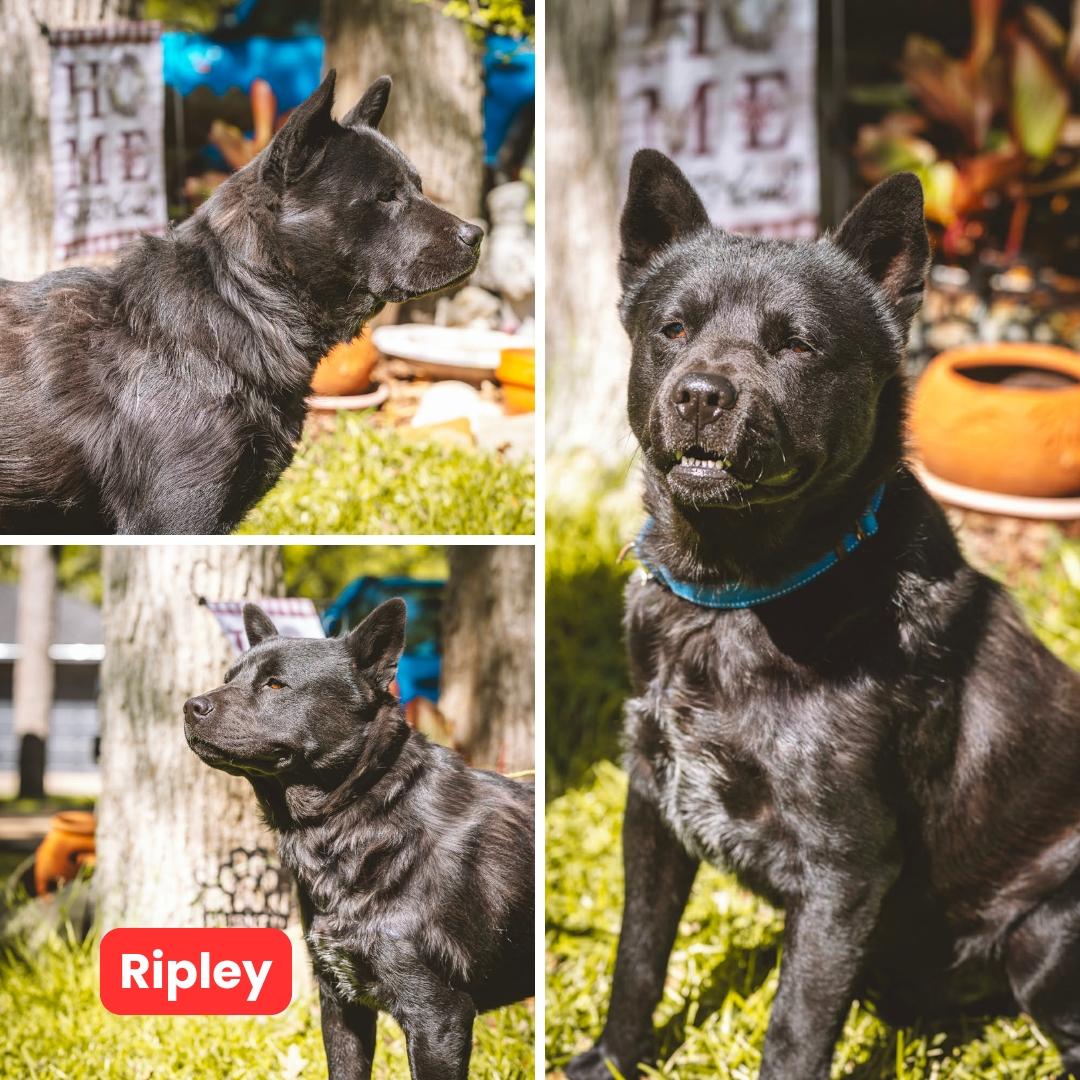 Enlarge Ripley, a Adoptable Chow Chow in Houston, TX image 1/3
