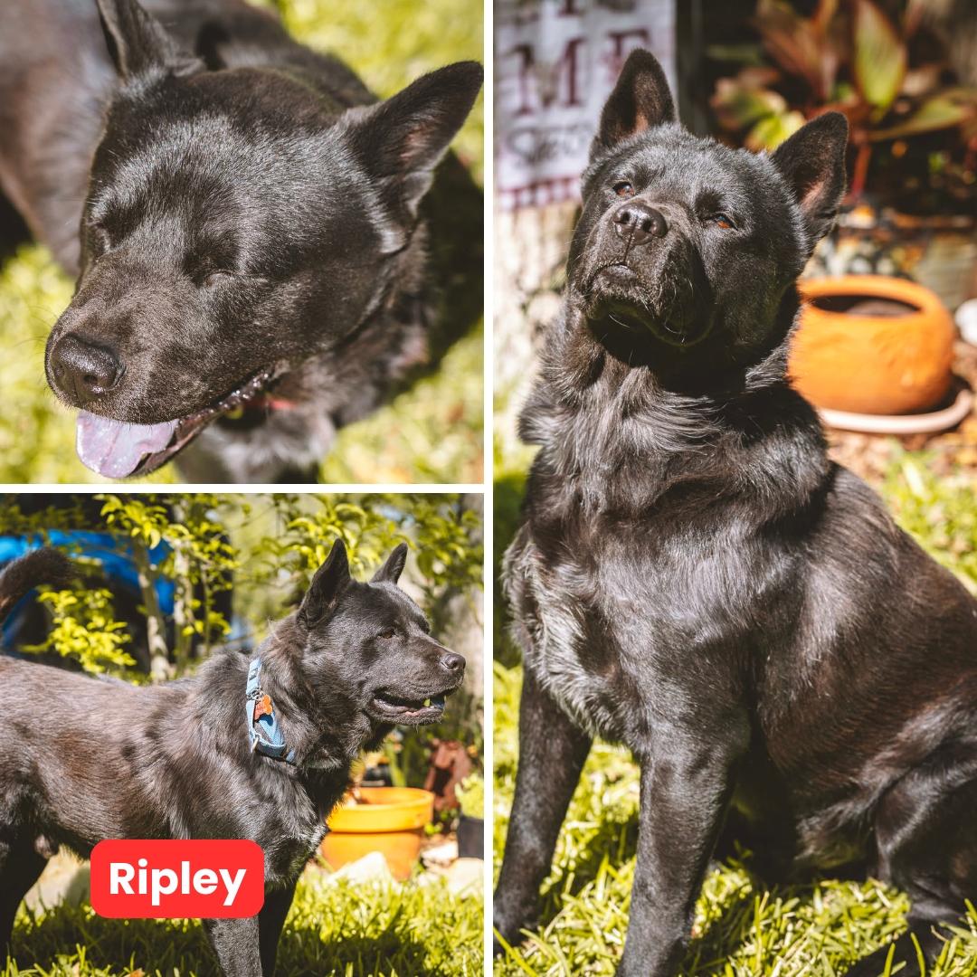 Enlarge Ripley, a Adoptable Chow Chow in Houston, TX image 2/3