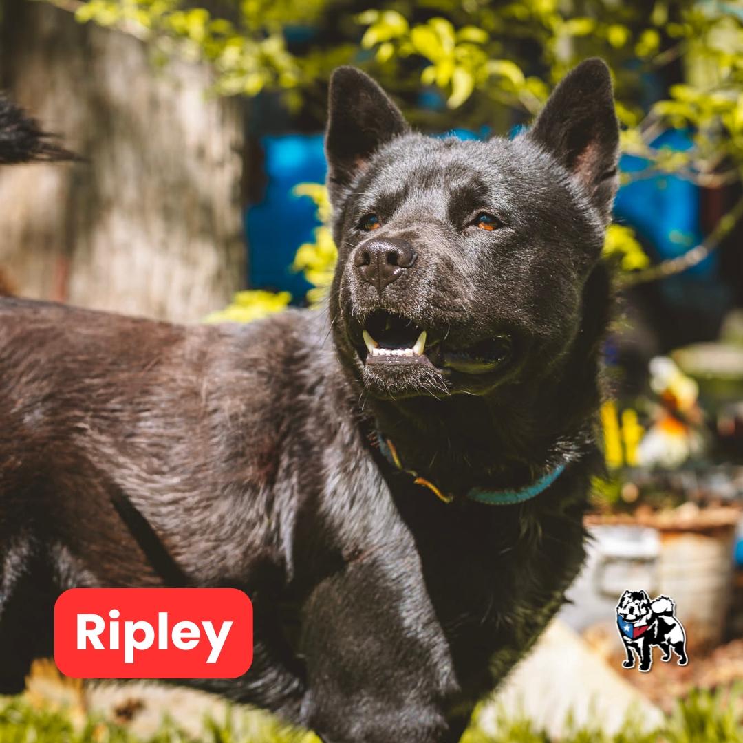 Enlarge Ripley, a Adoptable Chow Chow in Houston, TX image 3/3