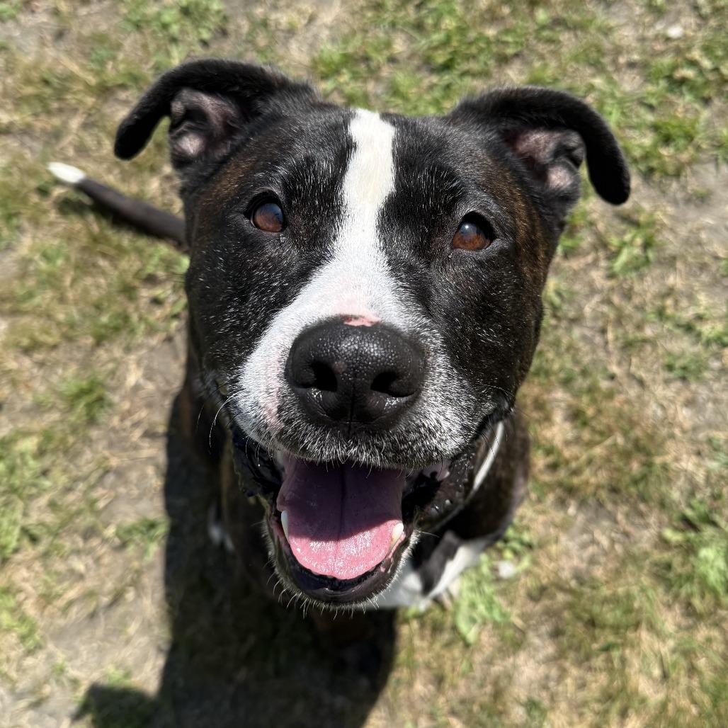 Millie Goose, Adoptable, Adult Female Pit Bull Terrier.