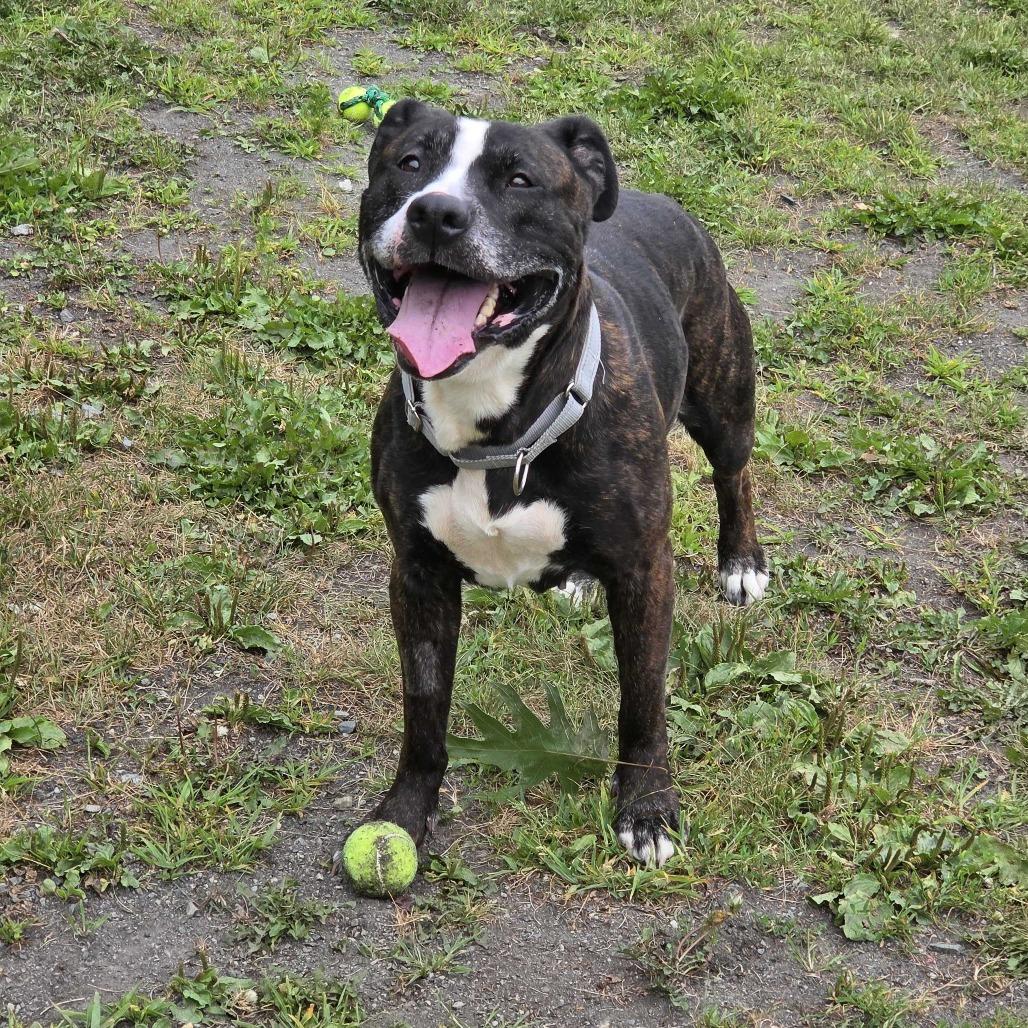 Millie Goose, a Adoptable Pit Bull Terrier in Enfield, NH image 2/3
