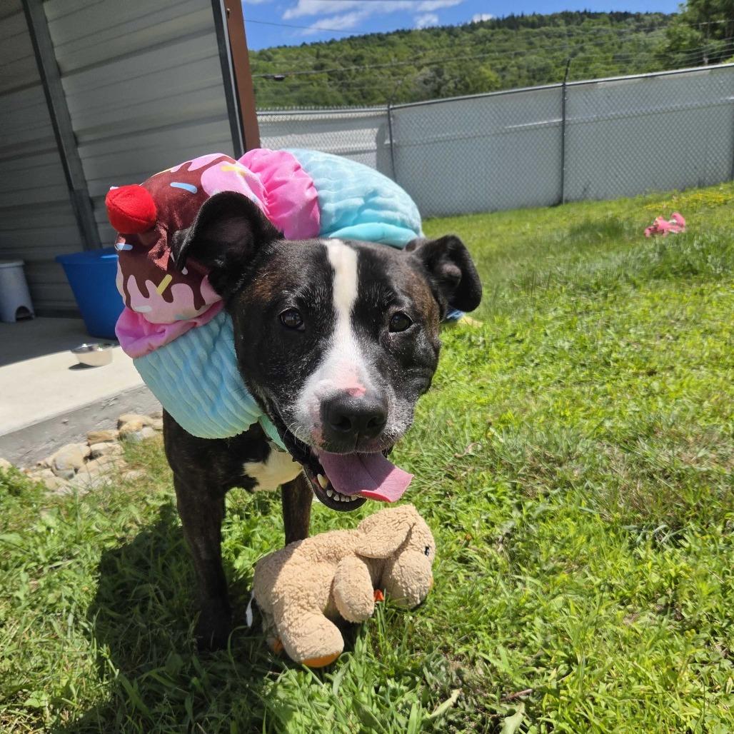 Millie Goose, a Adoptable Pit Bull Terrier in Enfield, NH image 3/3