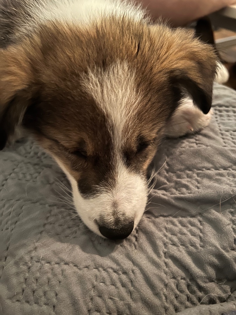 Cinco, Adopted, Puppy Male Border Collie & Alaskan Malamute.