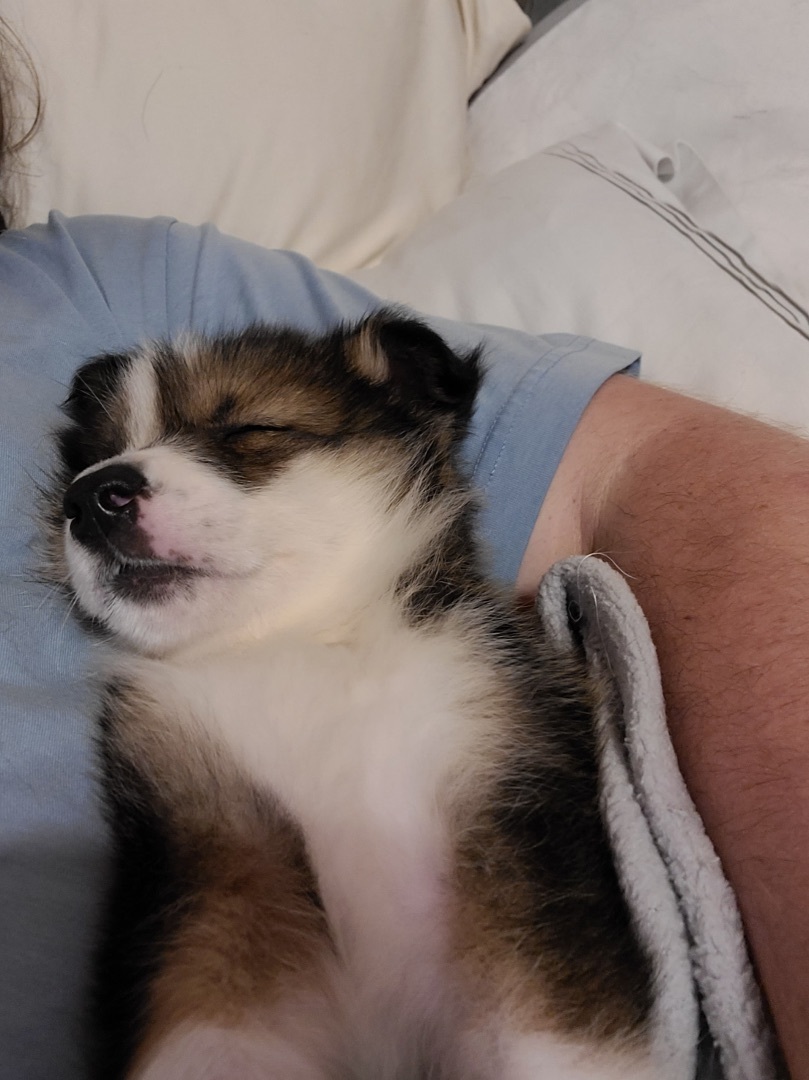 Enlarge Cinco, a Adopted mixed breed in Mabank, TX image 2/12