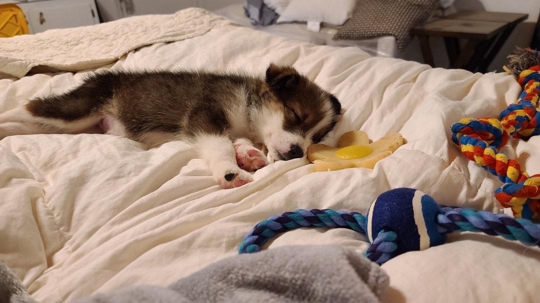 Enlarge Cinco, a Adopted mixed breed in Mabank, TX image 3/12