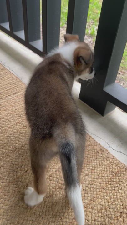 Enlarge Cinco, a Adopted mixed breed in Mabank, TX video 11/12