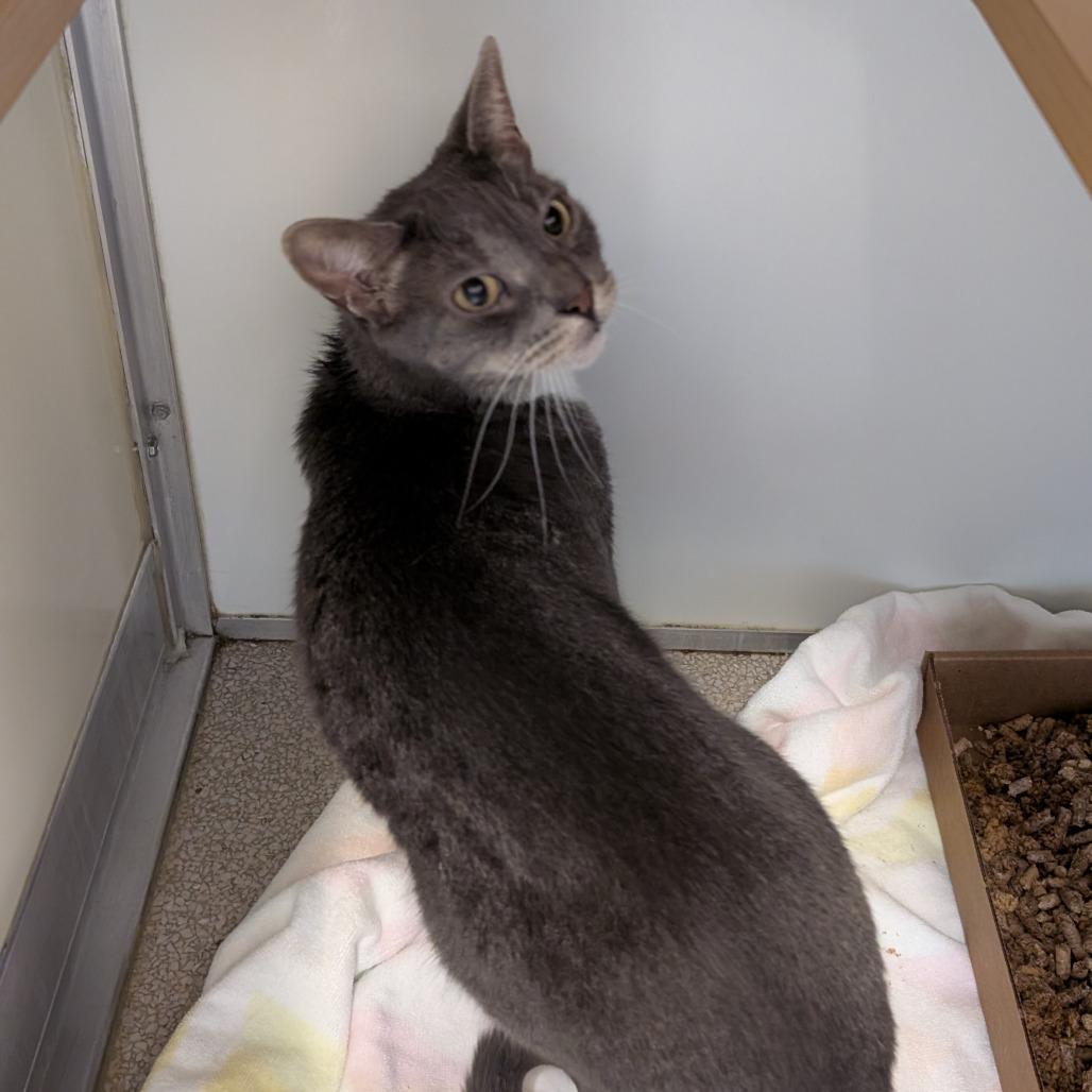 Luna, Adoptable, Senior Female Domestic Short Hair.