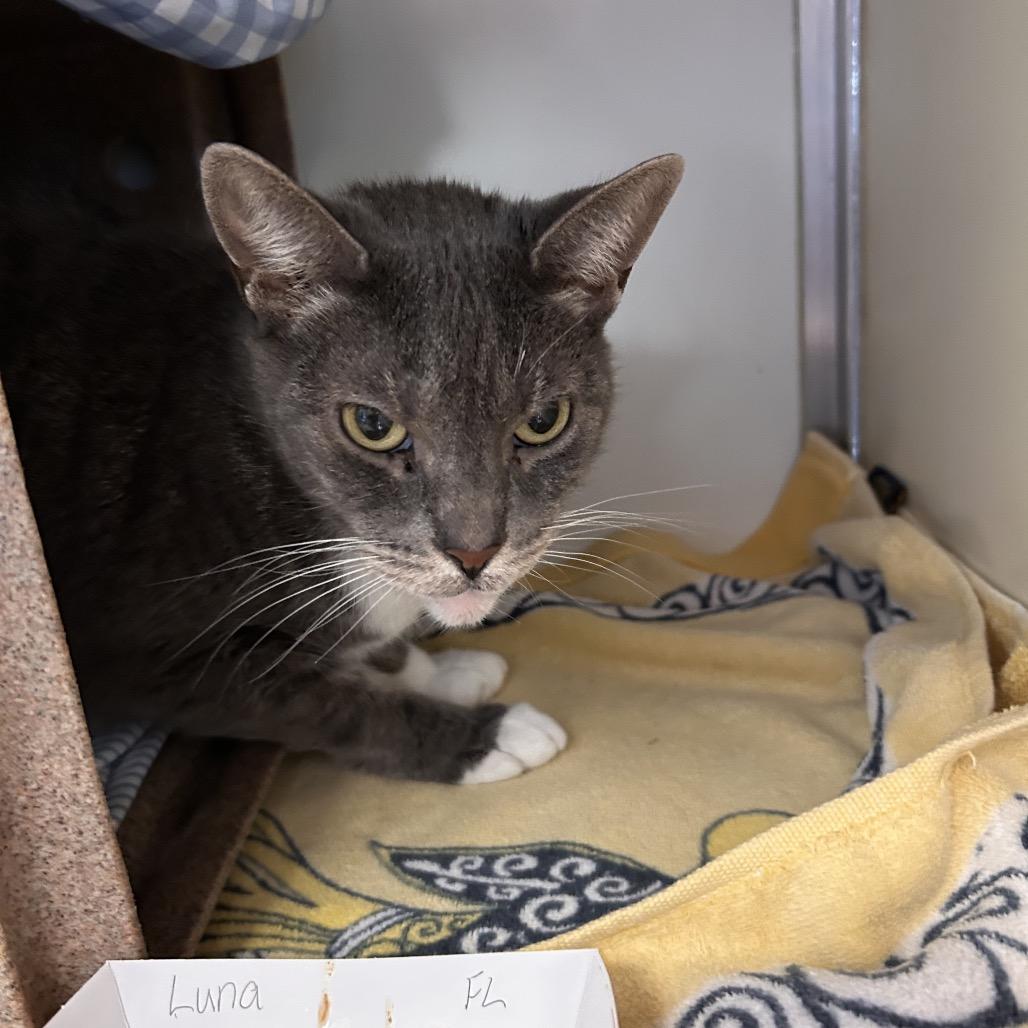 Enlarge Luna, a Adoptable Domestic Short Hair in Birdsboro, PA image 2/5
