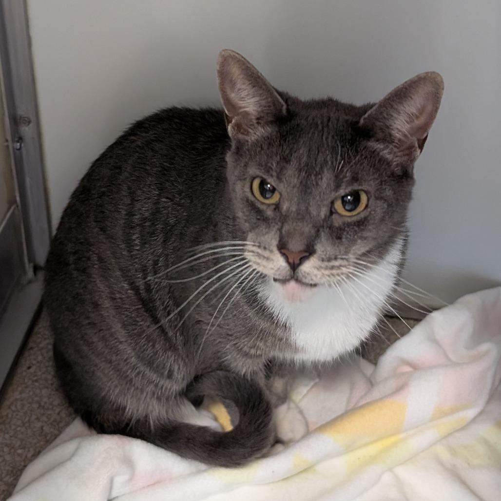 Enlarge Luna, a Adoptable Domestic Short Hair in Birdsboro, PA image 3/5