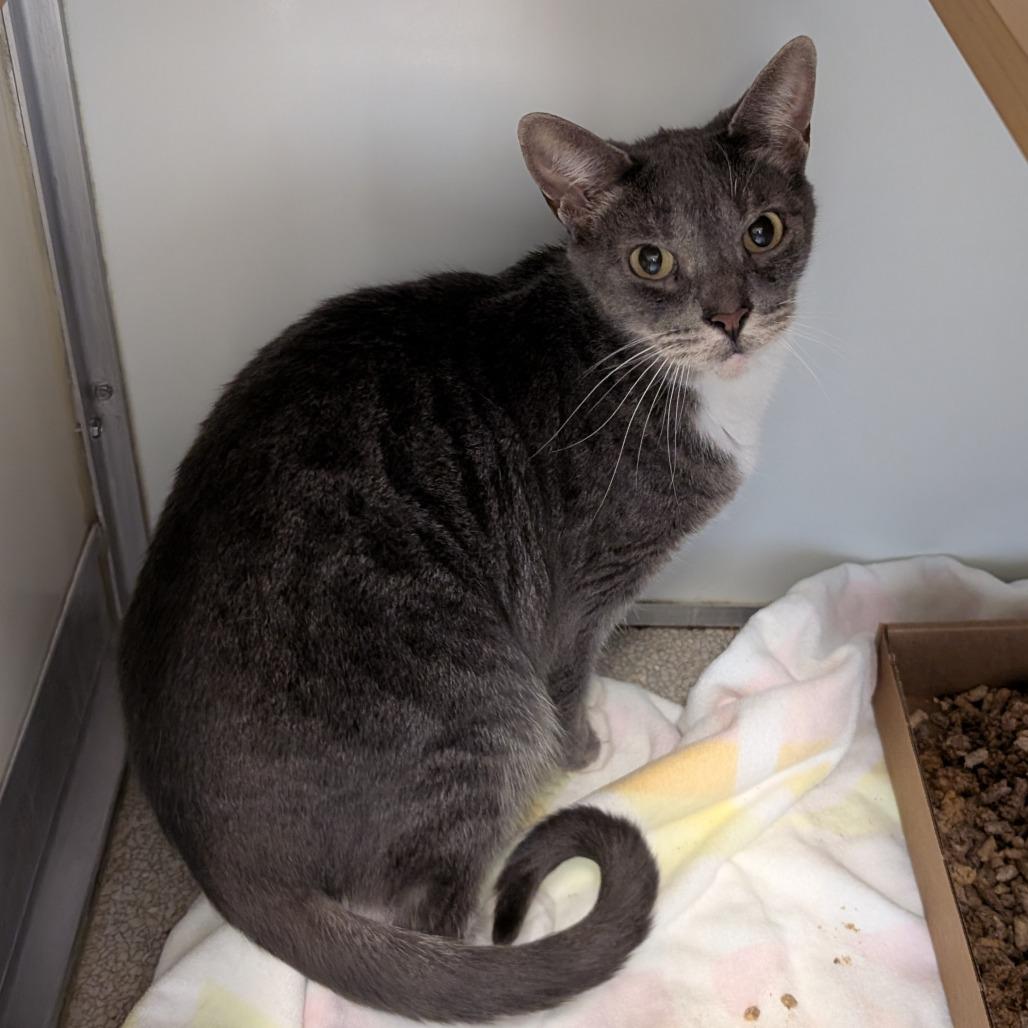 Enlarge Luna, a Adoptable Domestic Short Hair in Birdsboro, PA image 4/5