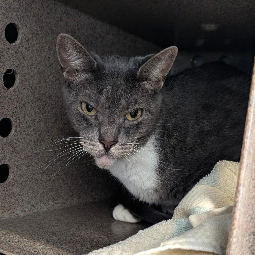 Enlarge Luna, a Adoptable Domestic Short Hair in Birdsboro, PA image 5/5