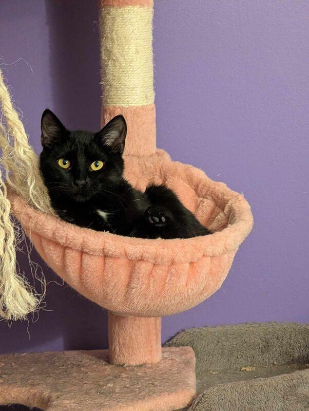 Nadia (coming soon!), Adoptable, Kitten Female Domestic Short Hair.