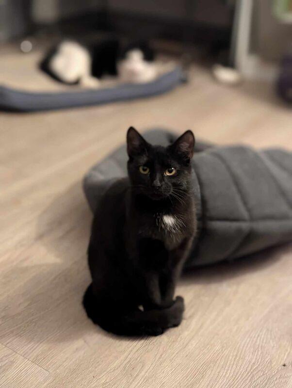 Nadia (coming soon!), a Adoptable Domestic Short Hair in Kalamazoo, MI image 2/3