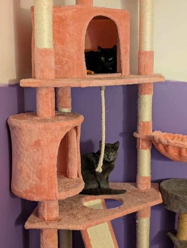 Nadia (coming soon!), a Adoptable Domestic Short Hair in Kalamazoo, MI image 3/3