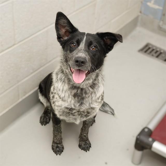 Enlarge LOLA, a Adoptable mixed breed in Cookeville, TN image 1/1