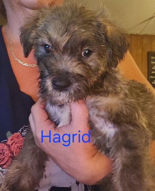 Hagrid, a Adopted Havanese in Mount Laurel, NJ image 1/2