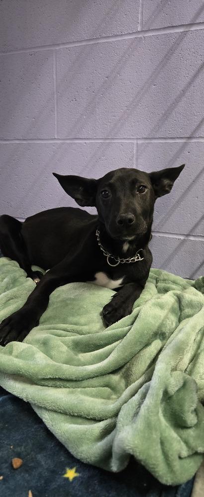 Buttercup, Adoptable, Puppy Female Labrador Retriever.