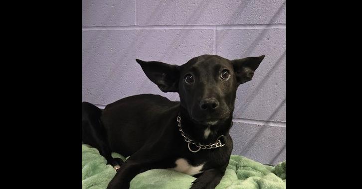 Enlarge Buttercup, a Adoptable mixed breed in Papillion, NE image 2/2