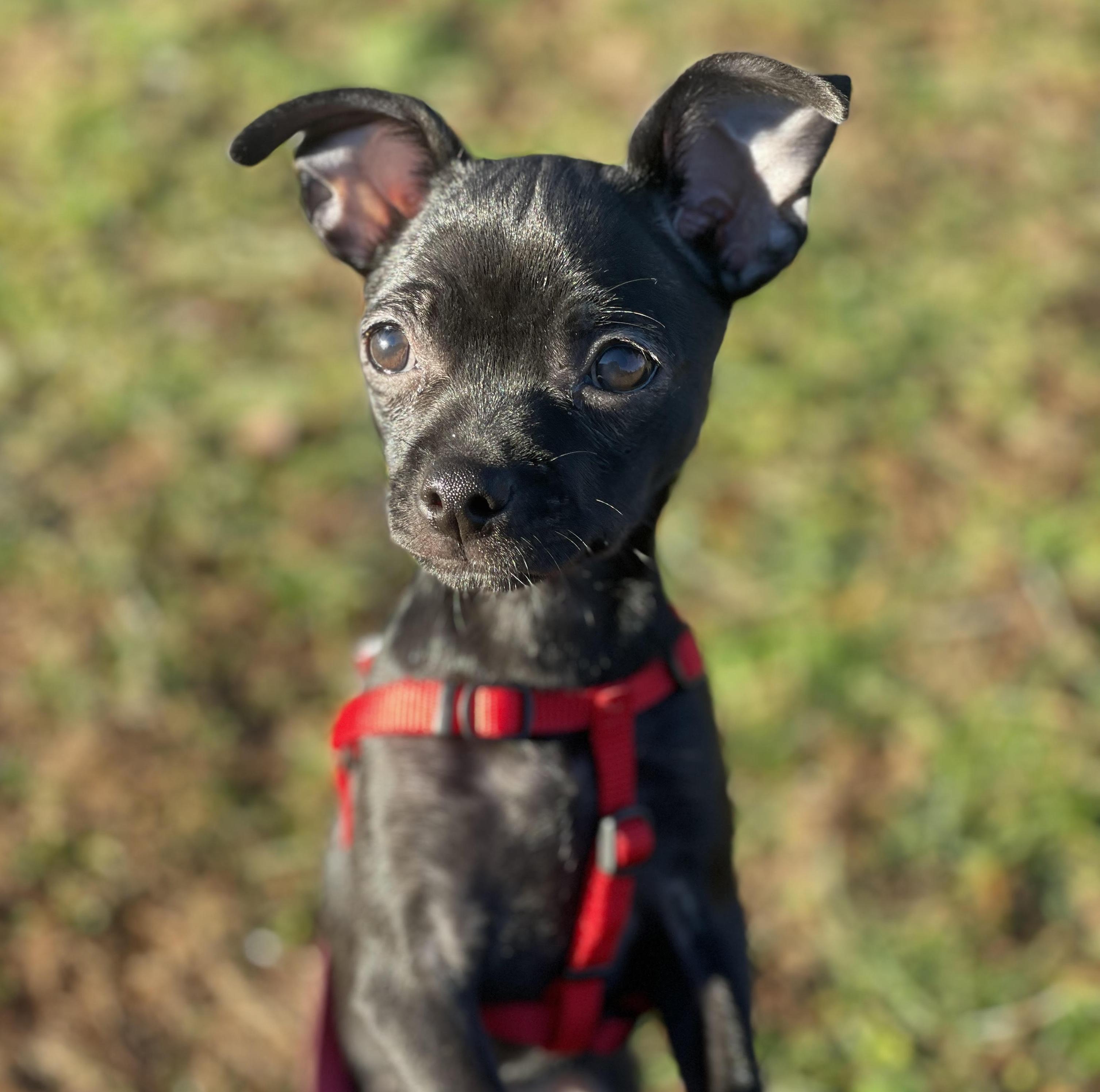 Enlarge Mitta, an adopted mixed breed in Brooklyn, NY image 5/6