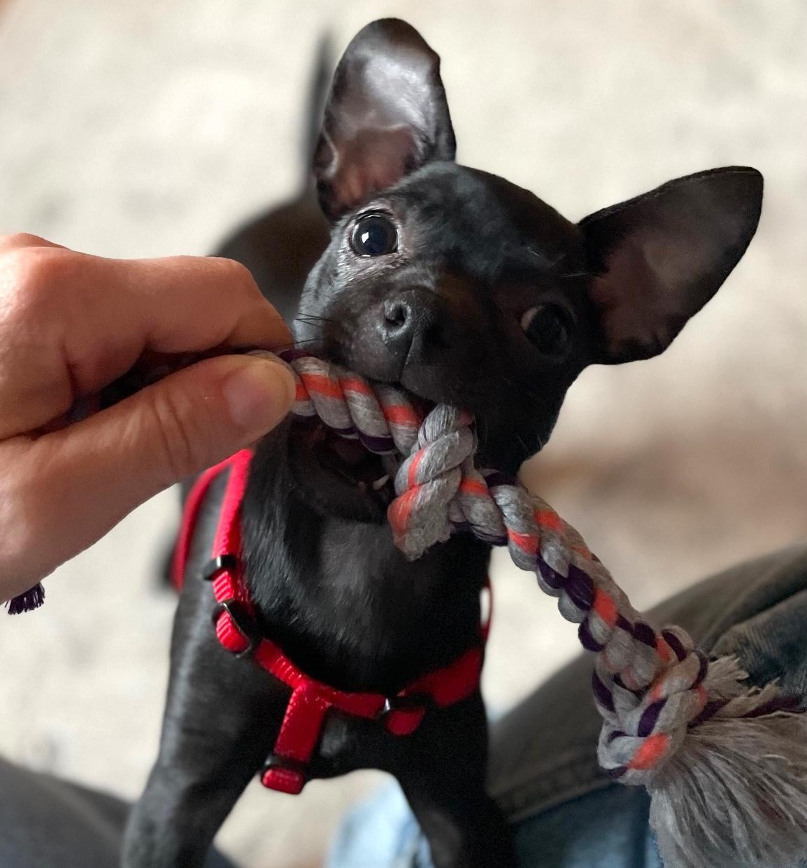 Enlarge Mitta, an adopted mixed breed in Brooklyn, NY image 3/6