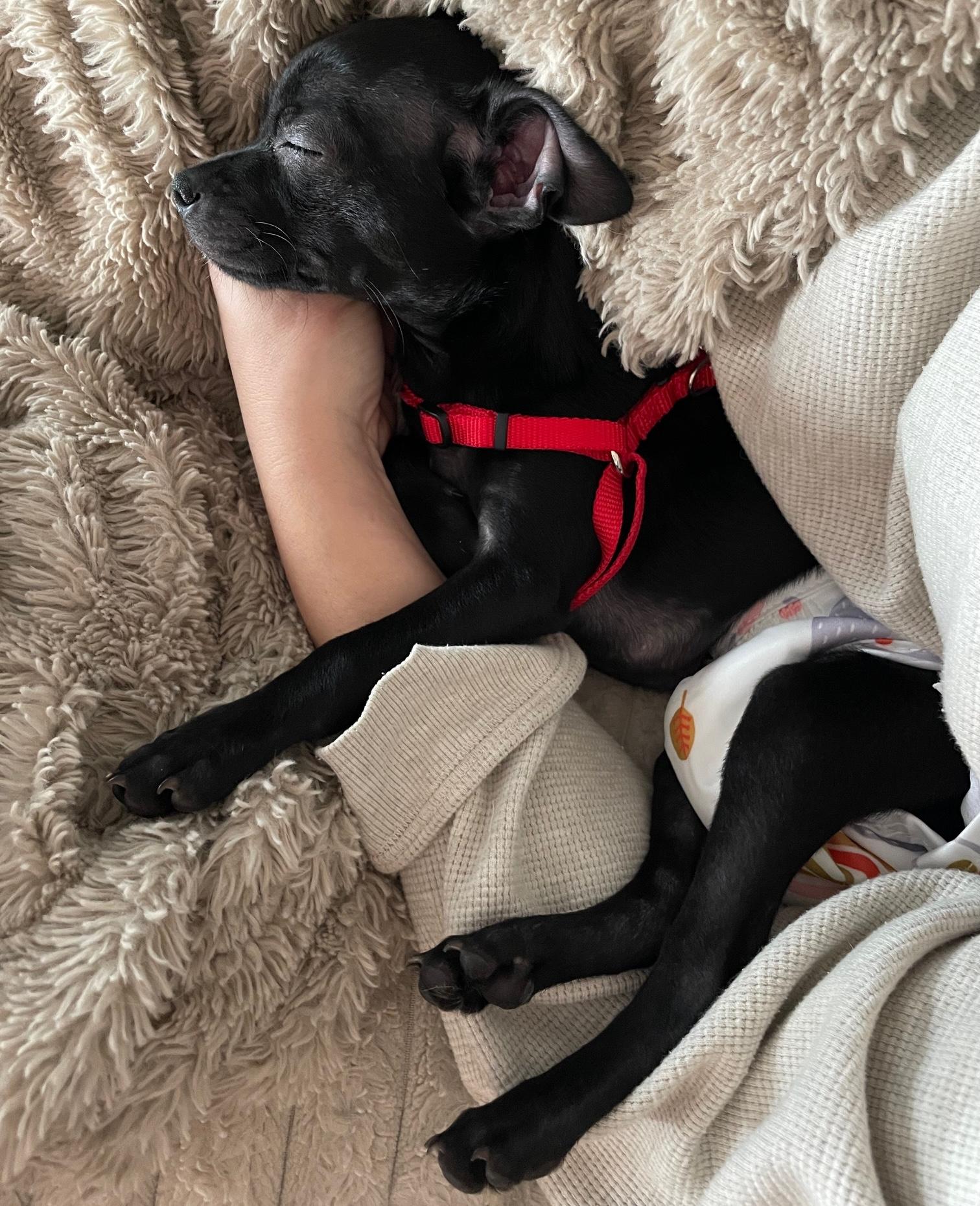 Enlarge Mitta, an adopted mixed breed in Brooklyn, NY image 4/6