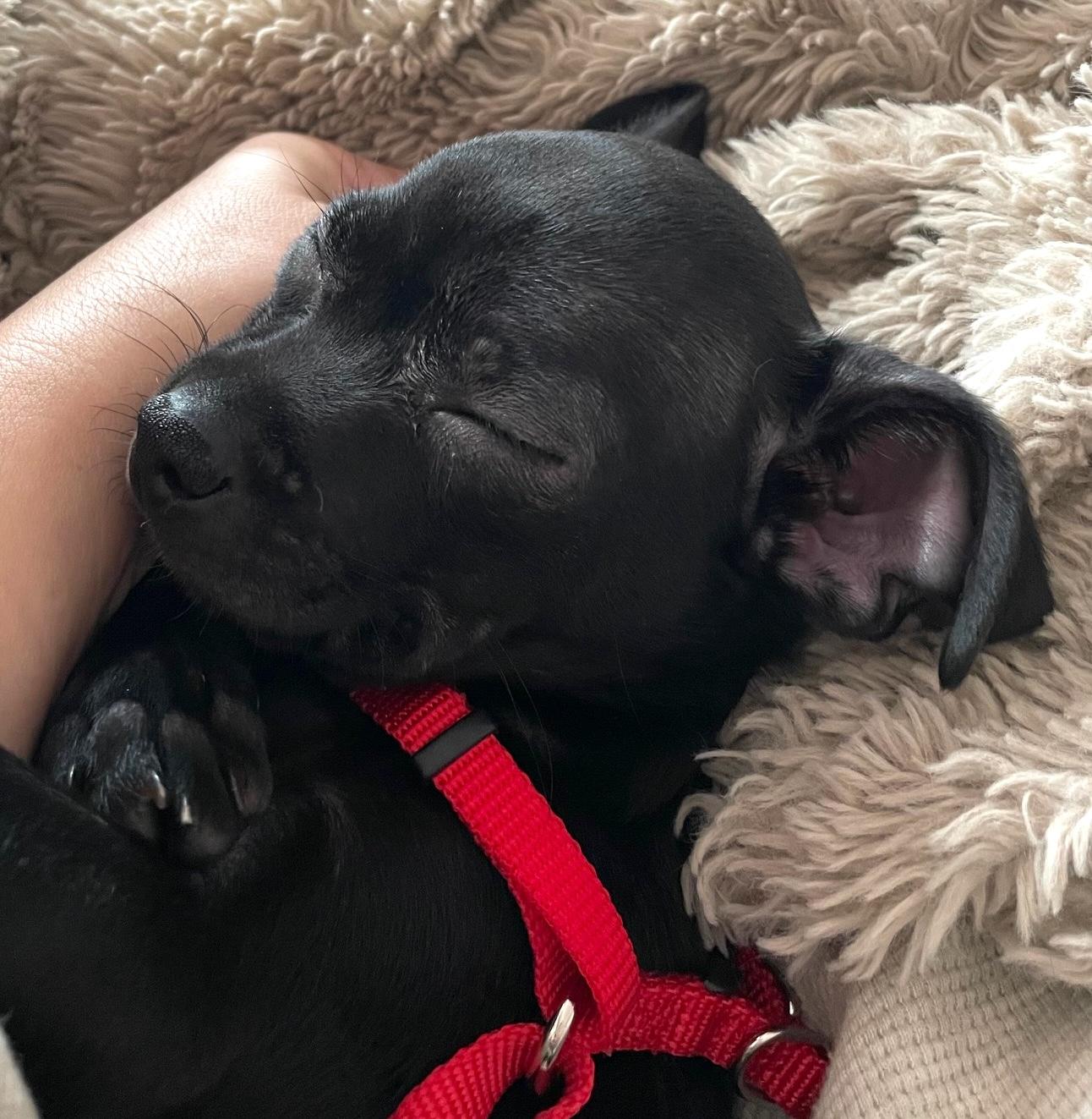 Enlarge Mitta, an adopted mixed breed in Brooklyn, NY image 6/6