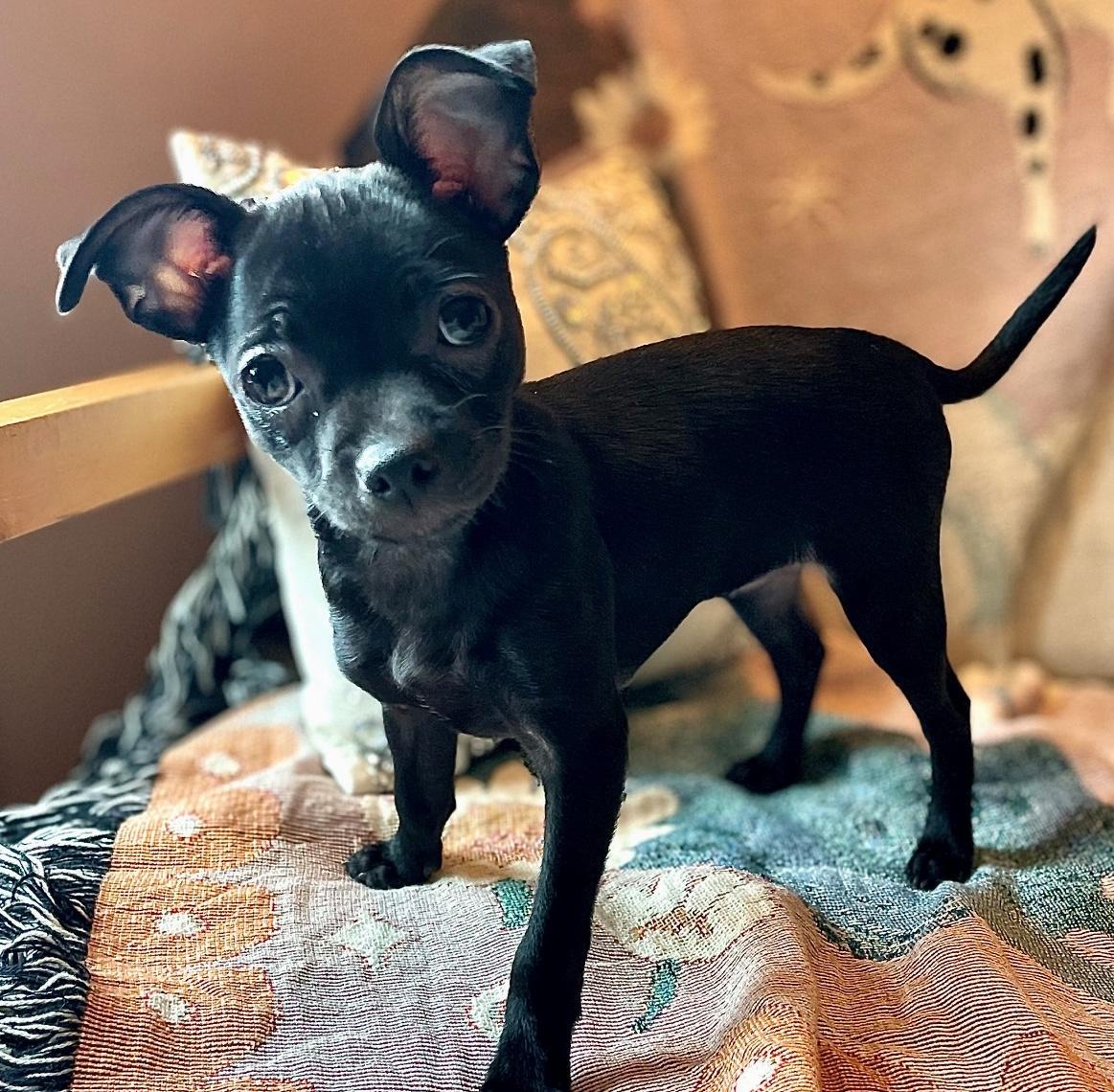 Enlarge Mitta, an adopted mixed breed in Brooklyn, NY image 1/6