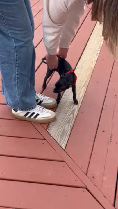 Enlarge Mitta, an adopted mixed breed in Brooklyn, NY video 2/6