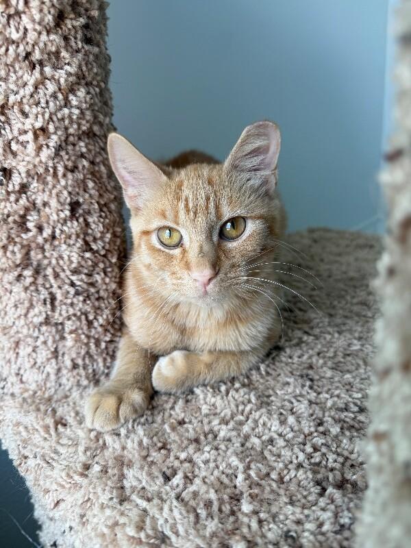 Alice, Adoptable, Young Female Domestic Short Hair.
