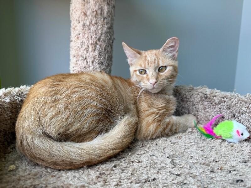 Enlarge Alice, a Adoptable Domestic Short Hair in Jackson, TN image 2/4