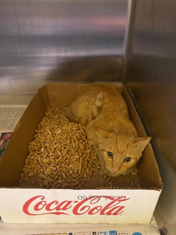 Enlarge Alice, a Adoptable Domestic Short Hair in Jackson, TN image 3/4