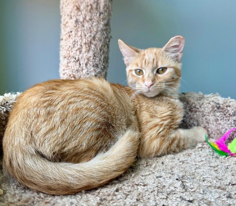 Enlarge Alice, a Adoptable Domestic Short Hair in Jackson, TN image 4/4