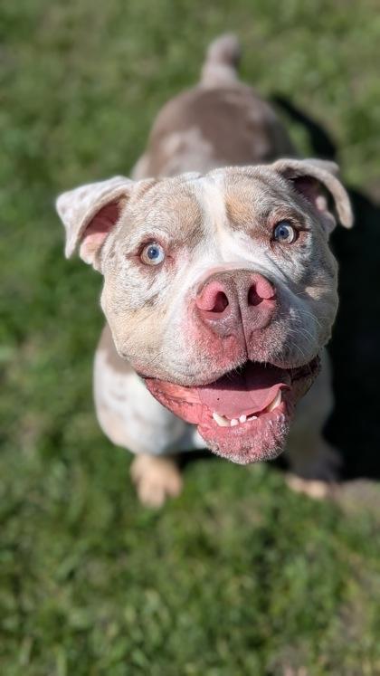 Enlarge Otis, a Adoptable English Bulldog in Burlington, WI image 1/3