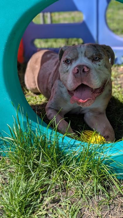 Enlarge Otis, a Adoptable English Bulldog in Burlington, WI image 2/3