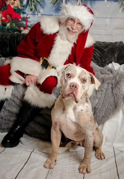 Enlarge Otis, a Adoptable English Bulldog in Burlington, WI image 3/3