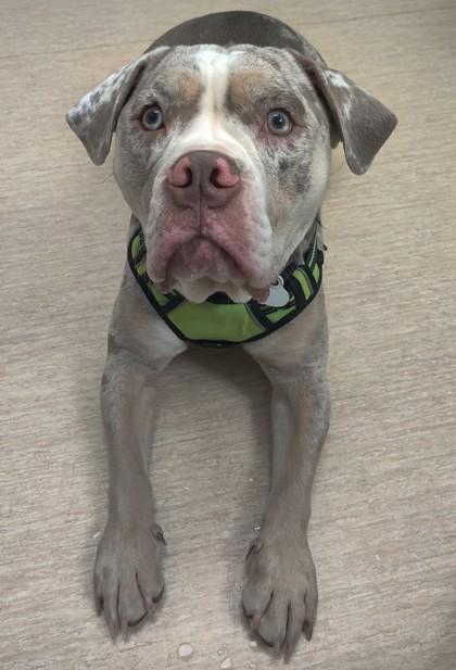 Enlarge Otis, a Adoptable English Bulldog in Burlington, WI image 5/5