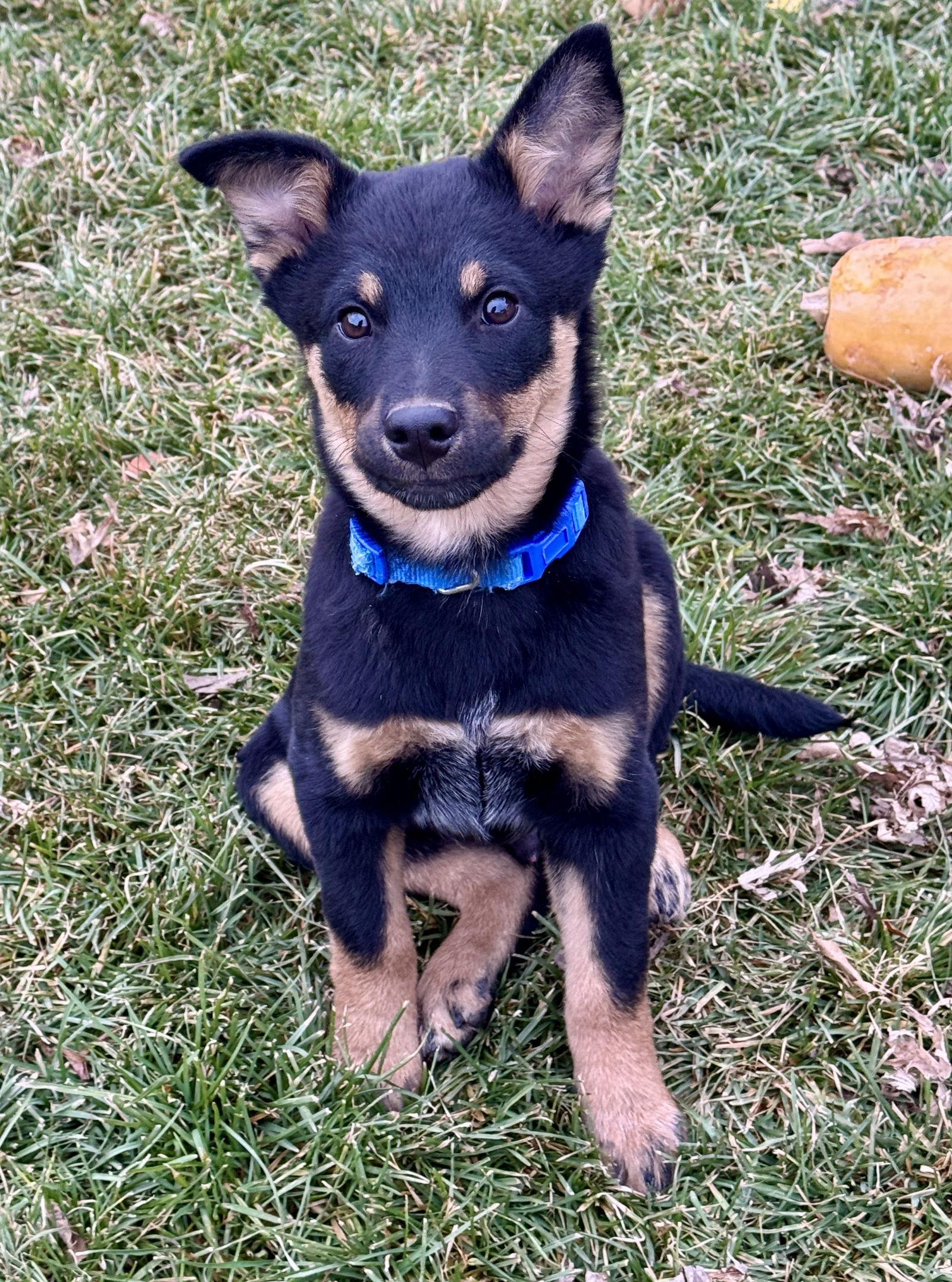 Strike, a Adopted Cattle Dog in Salt Lake City, UT image 2/3