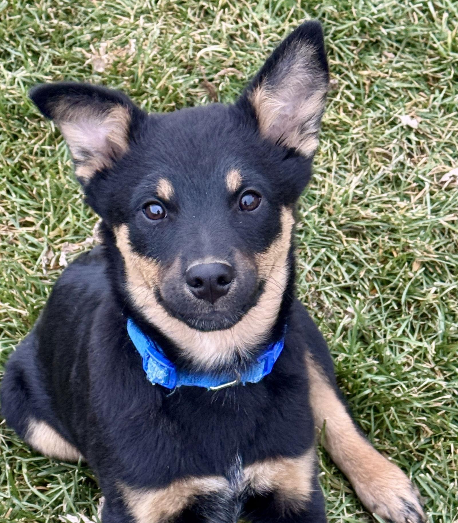Strike, a Adopted Cattle Dog in Salt Lake City, UT image 3/3