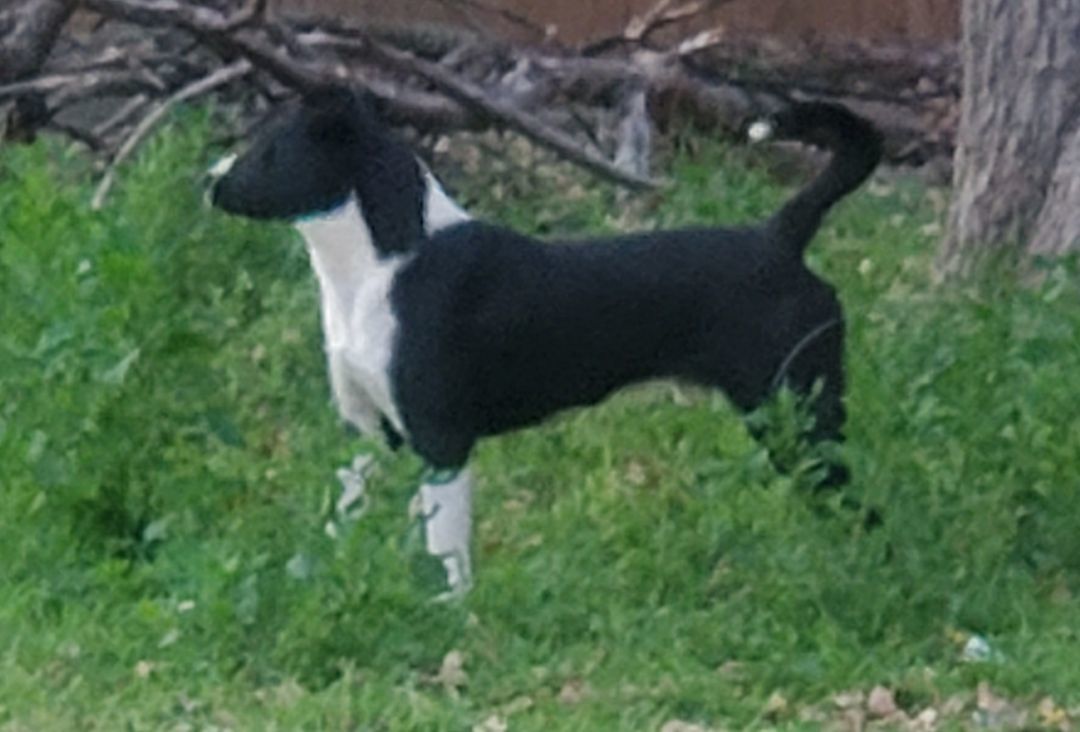 Skip, a Adoptable mixed breed in White Settlement, TX image 1/5