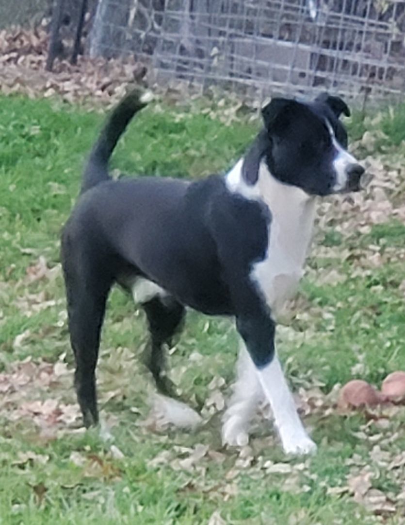 Skip, a Adoptable mixed breed in White Settlement, TX image 2/5