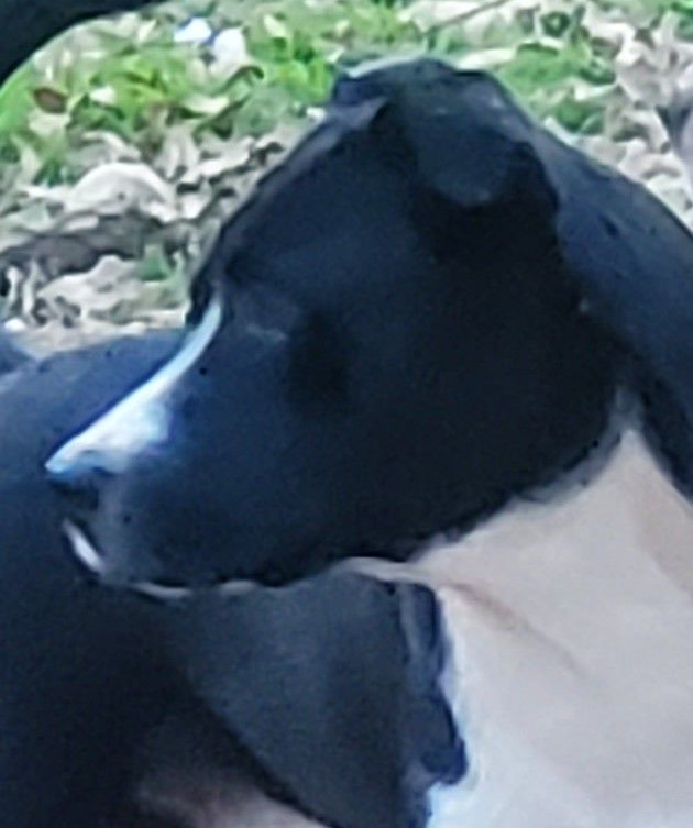 Skip, a Adoptable mixed breed in White Settlement, TX image 3/5