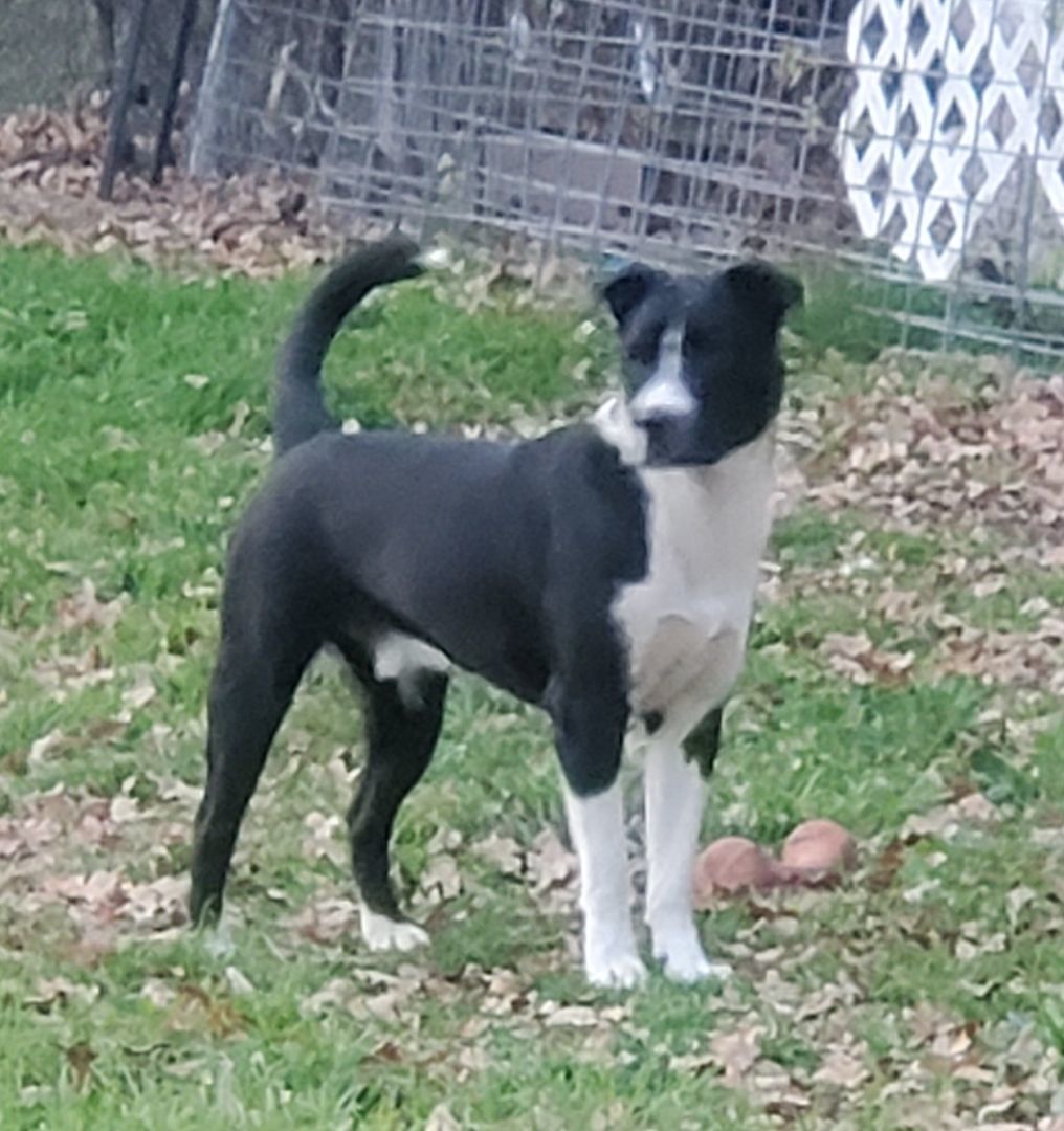 Skip, a Adoptable mixed breed in White Settlement, TX image 4/5