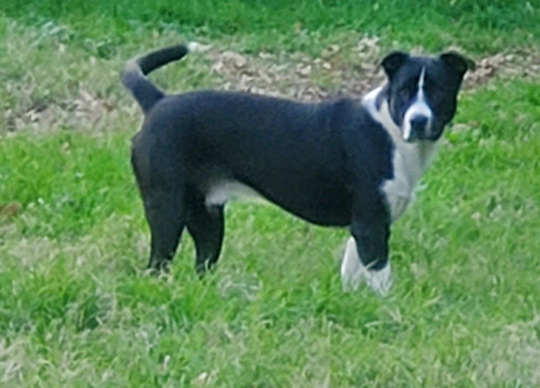 Skip, a Adoptable mixed breed in White Settlement, TX image 5/5