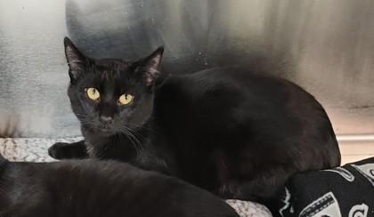 Apollo, ADOPTABLE, Young Male Domestic Short Hair.