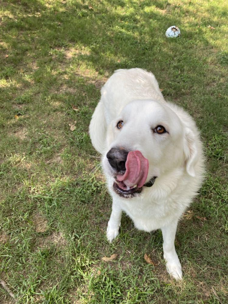 Seal, Adopted, Senior Male Great Pyrenees.