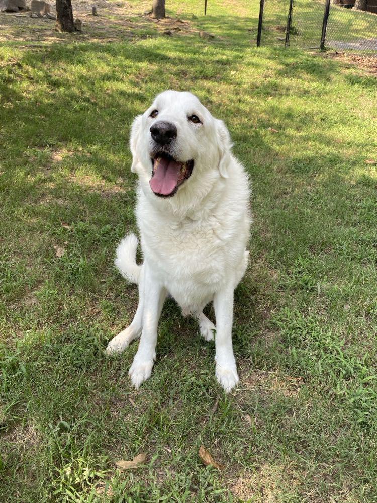 Enlarge Seal, a Adopted Great Pyrenees in Sherwood, AR image 2/5