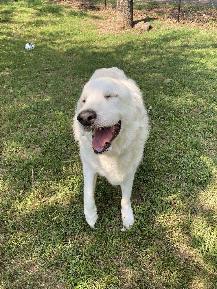 Enlarge Seal, a Adopted Great Pyrenees in Sherwood, AR image 3/5